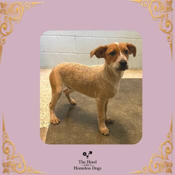 Honey -  Bluetick Coonhound and Mixed Breed Dog for Adoption in Cumberland, Rhode Island - Honey | PetCurious