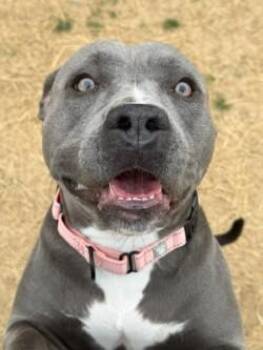 Pit Bull Terrier Dogs Available for Adoption in Manassas, Virginia - Sylvie (ID 51218/1364) | PetCurious