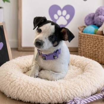 Chihuahua and Dachshund Dogs Available for Adoption in Antioch, California - Madison | PetCurious