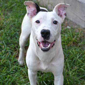 Sandman -  Pit Bull Terrier and Mixed Breed Dog for Adoption in Beaumont, Texas - Sandman | PetCurious