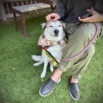 Zoey -  Shiba Inu and Cattle Dog Dog for Adoption in Los Angeles, California - Zoey | PetCurious