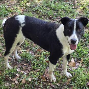 Heart -  Border Collie and Labrador Retriever Dog for Adoption in Monticello, Florida - Heart | PetCurious