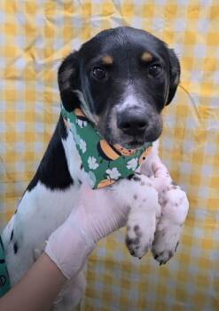 Guacamole -  Australian Cattle Dog Blue Heeler Dog for Adoption in Lakewood Ranch, Florida - Guacamole | PetCurious