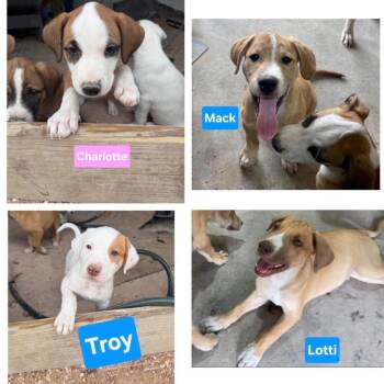 832 (2026) Lotto -  Hound and Mixed Breed Dog for Adoption in Parker, Colorado - 832 (2026) Lotto | PetCurious