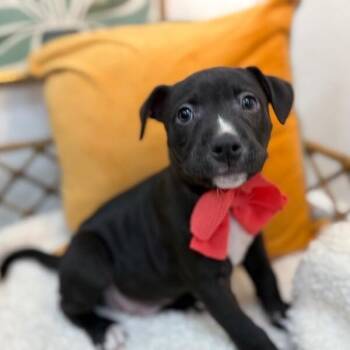 Canyon Journey -  Pit Bull Terrier and Labrador Retriever Dog for Adoption in Friendswood, Texas - Canyon Journey | PetCurious