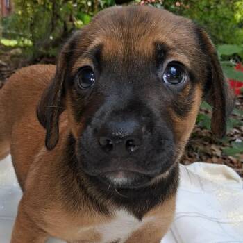 Retriever Dogs Available for Adoption in Austin, Texas - Bay Leaf MW | PetCurious