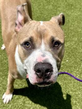 Prince -  Mixed Breed Dog for Adoption in Wichita, Kansas - Prince | PetCurious