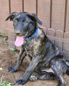 Brigitte -  Labrador Retriever Dog for Adoption in Barnhart, Missouri - Brigitte | PetCurious