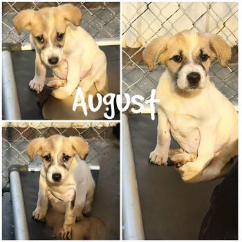 August -  Great Pyrenees Dog for Adoption in Saint James, Missouri - August | PetCurious