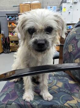 Lady luck the Petite Mixed breed -  Yorkshire Terrier and Miniature Schnauzer Dog for Adoption in Muskego, Wisconsin - Lady Luck The Petite Mixed Breed | PetCurious