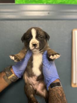 Rescue Presa Canario Dogs for Adoption in Victorville, California - Cinna #1664 (513) ***FOSTER OR RESCUE*** | PetCurious