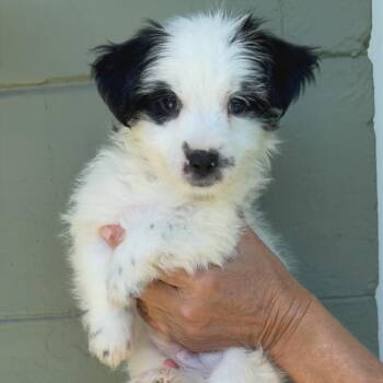 Chihuahua Dogs Available for Adoption in Tampa, Florida - Tiramisu | PetCurious