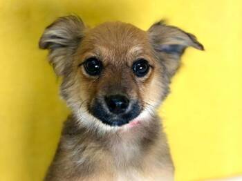 Marcia -  Chihuahua and Miniature Pinscher Dog for Adoption in Portland, Oregon - Marcia | PetCurious