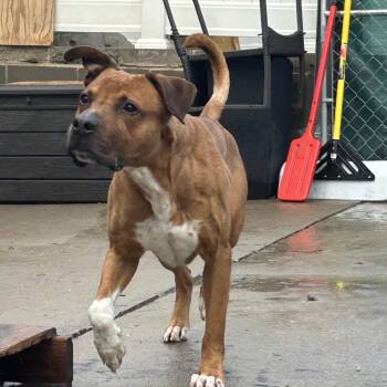 Mixed Breed Dogs Available for Adoption - Zeus | PetCurious