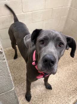 Stella -  Great Dane and Cane Corso Dog for Adoption in Park Row, Texas - Stella | PetCurious