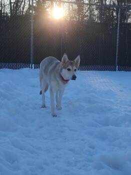 Husky and Catahoula Leopard Dog Dogs Available for Adoption in Trenton, Maine - Kyra | PetCurious