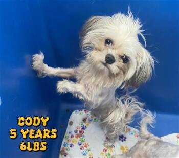 CODY -  Terrier Dog for Adoption in Holbrook, New York - CODY | PetCurious
