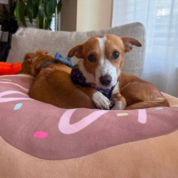 Jubilee -  Chihuahua Dog for Adoption in Allen, Texas - Jubilee | PetCurious