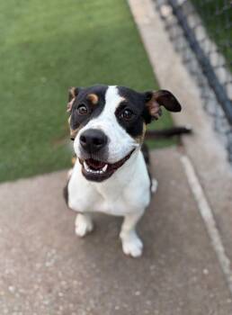 Terrier Dogs Available for Adoption in Minneapolis, Minnesota - Susie~FOSTER OR FOSTER TO ADOPT NEEDED~ | PetCurious