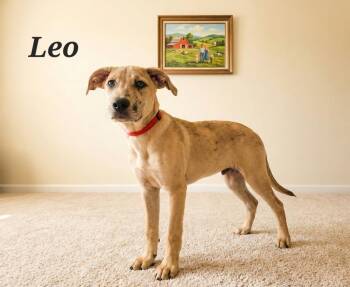 Leo -  Mountain Cur and Shepherd Dog for Adoption in Monroe, Louisiana - Leo | PetCurious