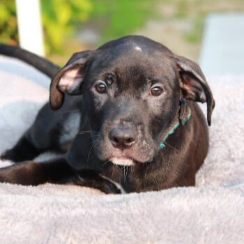 CT Jubal -  Labrador Retriever and Mixed Breed Dog for Adoption in Stormville, New York - CT Jubal | PetCurious