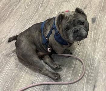 American Bulldog and Mixed Breed Dogs Available for Adoption in Martinez, California - SIA | PetCurious