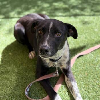 Bubba -  Australian Cattle Dog Blue Heeler and Catahoula Leopard Dog Dog for Adoption in Durango, Colorado - Bubba | PetCurious