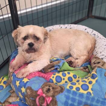 Millie (JY26-77) -  Lhasa Apso Dog for Adoption in Peyton, Colorado - Millie (JY26-77) | PetCurious