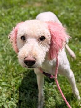 FERGIE -  Poodle and Labrador Retriever Dog for Adoption in St. Peters, Missouri - FERGIE | PetCurious