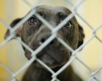 Pit Bull Terrier and Mixed Breed Dogs Available for Adoption - KARISMA | PetCurious