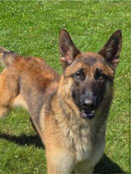 Keeper Located in Connecticut -  Belgian Shepherd Malinois and German Shepherd Dog Dog for Adoption in Imlay City, Michigan - Keeper Located In Connecticut | PetCurious