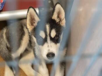 GOALIE -  Siberian Husky Dog for Adoption in Martinez, California - GOALIE | PetCurious