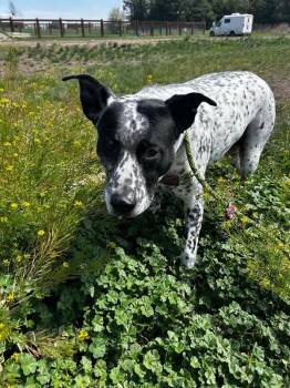 Pointer Dogs Available for Adoption in Fort Collins, Colorado - Piper | PetCurious