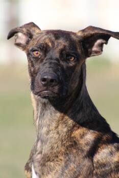 Clarence -  Mixed Breed Dog for Adoption in Temple, Texas - Clarence | PetCurious