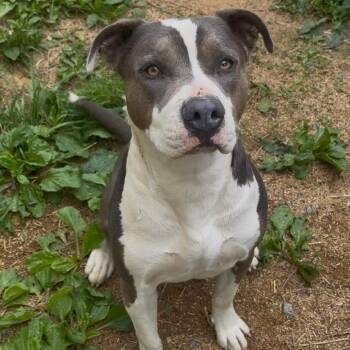 Downey -  Pit Bull Terrier and Husky Dog Available for Adoption in Fairmont, West Virginia - Downey | PetCurious