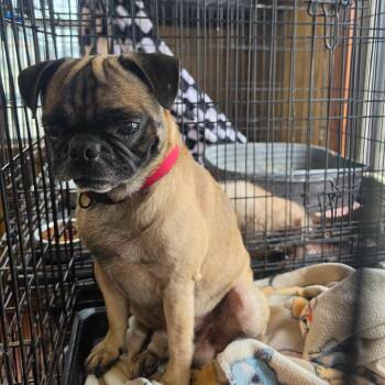 Freddie -  Pug and Chihuahua Dog for Adoption in Pittsburg, Kansas - Freddie | PetCurious