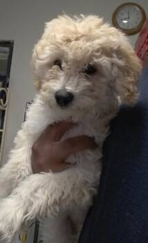 Max -  Poodle Dog for Adoption in Pahrump, Nevada - Max | PetCurious