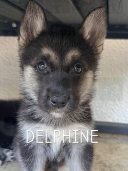 Coming soon...adorable Delphine the shepsky -  Husky and German Shepherd Dog Dog for Adoption in Los Angeles, California - Coming Soon...adorable Delphine The Shepsky | PetCurious