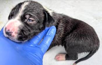 A657316 -  Australian Kelpie Dog for Adoption in Houston, Texas - A657316 | PetCurious