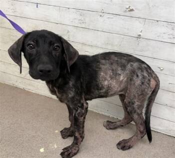 Rescue Labrador Retriever and Mixed Breed Dogs for Adoption in San Bernardino, California - KANDACE | PetCurious