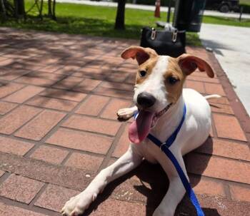 Jack Russell Terrier Dogs Available for Adoption in Miami, Florida - Wilson | PetCurious