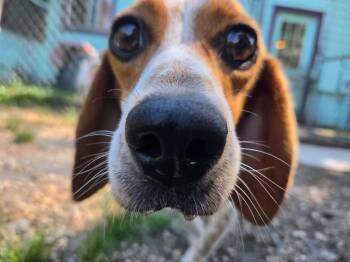 Cletus P Jones -  Beagle Dog for Adoption in Hardeeville, South Carolina - Cletus P Jones | PetCurious