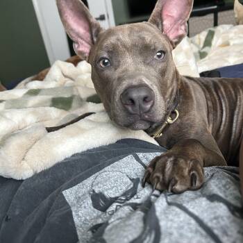 Penny -  Pit Bull Terrier Dog for Adoption in Taylorsville, Kentucky - Penny | PetCurious