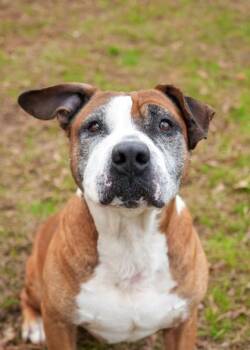 Winchell 60717 -  Staffordshire Bull Terrier and Mixed Breed Dog for Adoption in Aiken, South Carolina - Winchell 60717 | PetCurious