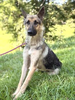 Brea- Transport -  German Shepherd Dog Dog for Adoption in Gradyville, Kentucky - Brea- Transport | PetCurious