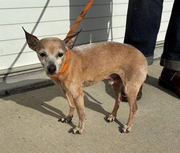 Chihuahua and Mixed Breed Dogs Available for Adoption - MR. PEANUT | PetCurious