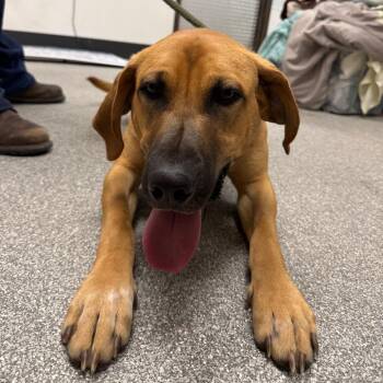 Pork Chop -  Shepherd and Mixed Breed Dog for Adoption in Durango, Colorado - Pork Chop | PetCurious