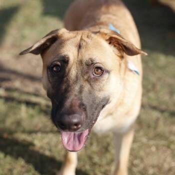 GRUB -  Shepherd and Mixed Breed Dog for Adoption in San Antonio, Texas - GRUB | PetCurious
