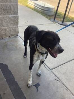 Rescue Mixed Breed Dogs for Adoption in Fort Worth, Texas - 59677861 | PetCurious