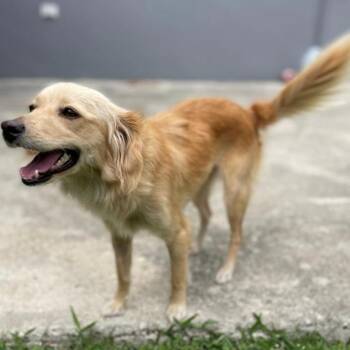 Flora -  Spaniel and Mixed Breed Dog for Adoption in Lakeland, Florida - Flora | PetCurious